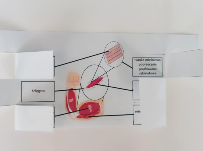 Mięśnie - okienkowa notatka