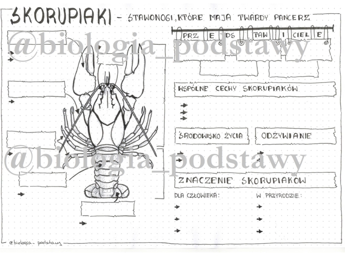Klasa 6 - Skorupiaki - karta pracy