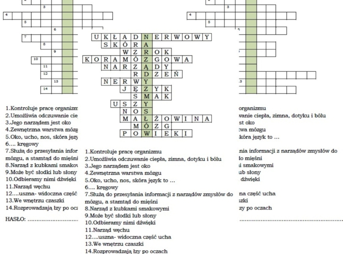 Układ nerwowy - powtórzenie wiadomości dla klasy 4
