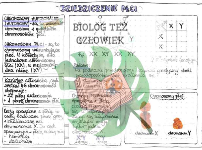 Dziedziczenie płci (GENETYKA) - kolor