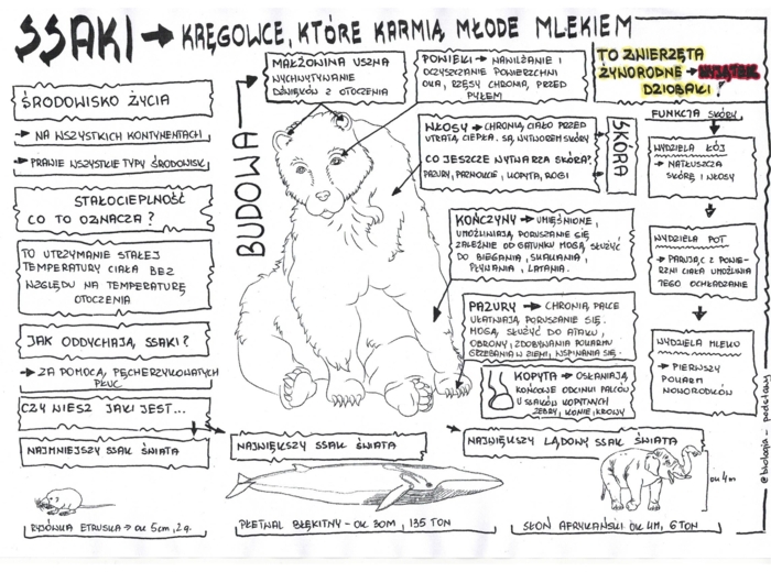 Ssaki - budowa ciała - sketchnotka