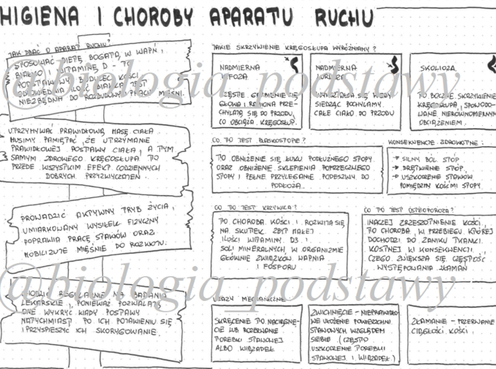 Klasa 7 - Higiena i choroby aparatu ruchu - sketchnotka