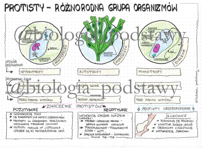 Klasa 5 - protisty - kolorowa sketchnotka
