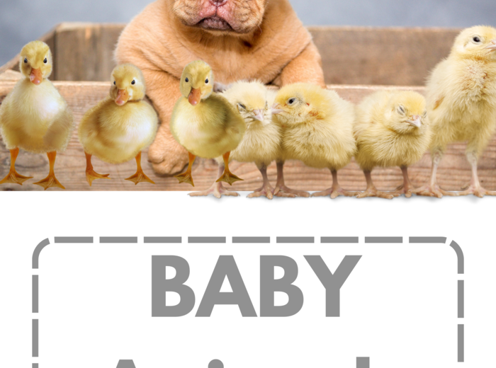 Baby animals- karty obrazkowe