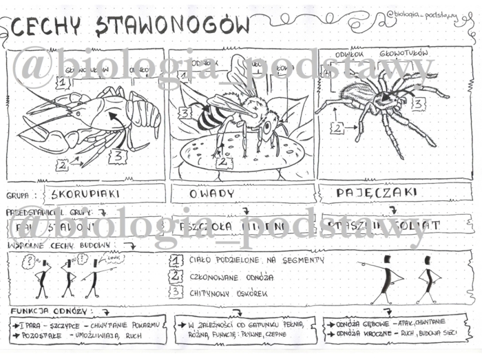 Klasa 6 - Cechy stawonogów - sketchnotka
