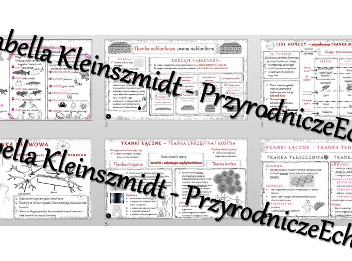Zestaw sketchnotek – notatek do całego działu „Królestwo zwierząt” wykonanych w power point do edycji. Biologia 6