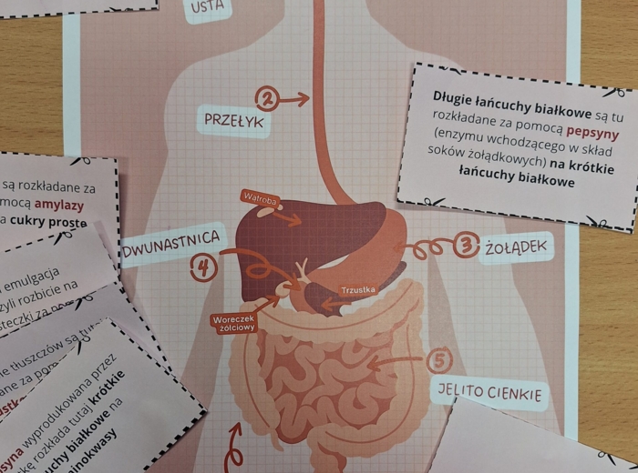 Trawienie pokarmu - karta pracy