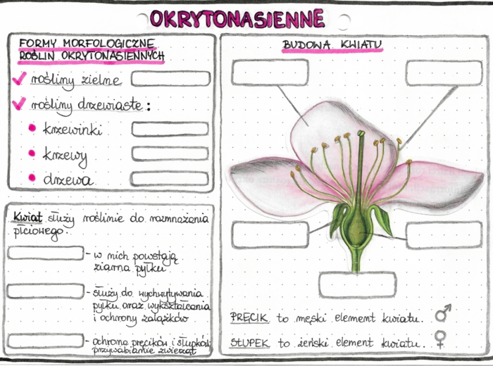 Rośliny okrytonasienne - kolor - klasa 5