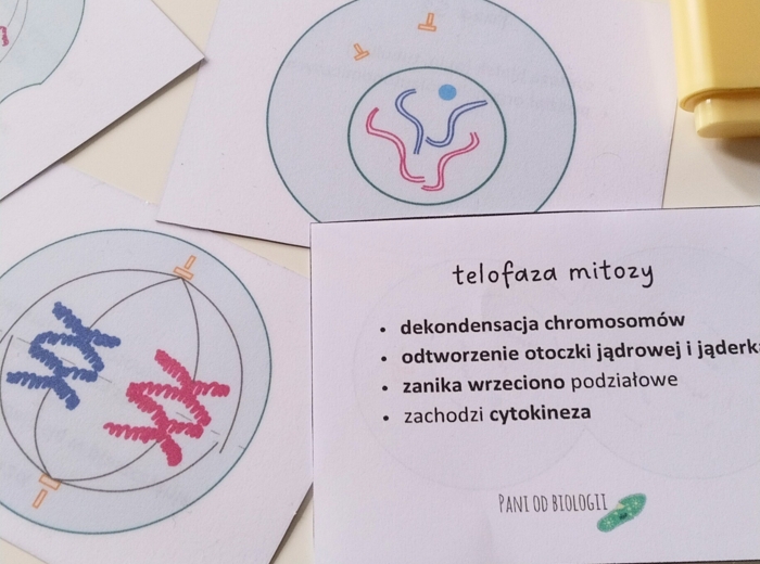 Fiszki - cykl komórkowy, mitoza, mejoza