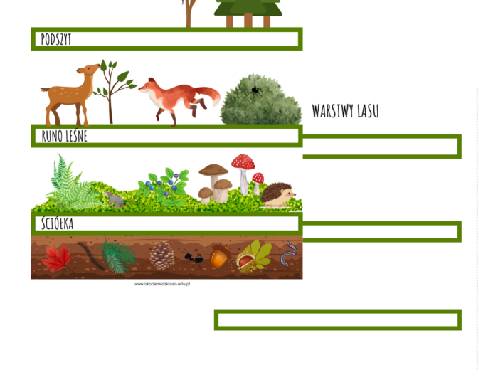 WARSTWY LASU - PLANSZA EDUKACYJNA + KARTA PRACY DLA UCZNIÓW