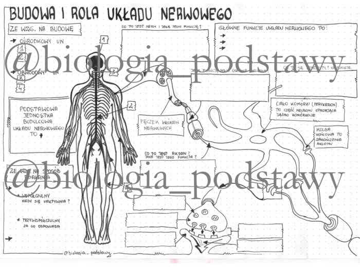 Klasa 7 - Budowa i rola układu nerwowego - sketchnotka