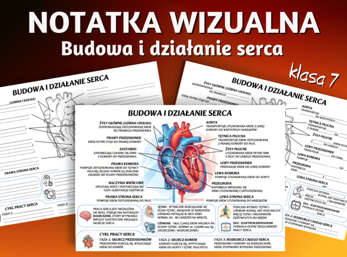 BUDOWA I DZIAŁANIE SERCA - sketchnotka, notatka wizualna, graficzna, karta pracy, praca domowa - klasa 7, biologia, Puls Życia