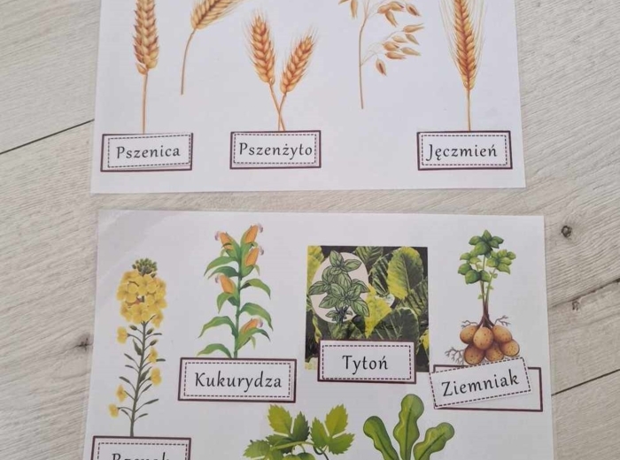 Rośliny uprawne Polski do zalaminowana/układanka/rozpoznawanie gatunków w pdf. „Produkcja roślinna”. Geografia 7 "Rolnictwo i przemysł Polski"
