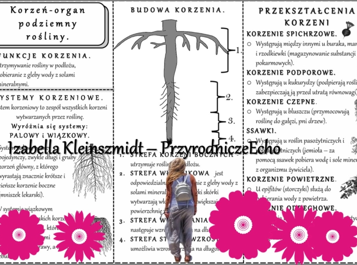 Sketchnotka/książeczka/notatka/wklejka/ściąga dla ucznia i przypomnienie dla nauczyciela/edukacja domowa. Temat „Korzeń - organ podziemny rośliny”. Materiał w pdf. Biologia 5, dział „Tkanki i organy roślinne”. Nowość 2024/2025.