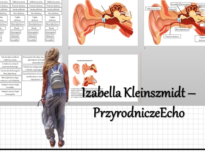 Materiał do zalaminowania/praca w grupach/stacje zadaniowe/układanka/puzzle. „Ucho - narząd słuchu i równowagi”, Biologia 7. Dział „Narządy zmysłów”