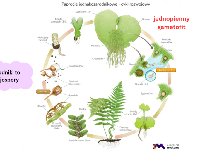 mchy + paprotniki 2 KLASA BIOLOGIA ROZSZERZONA