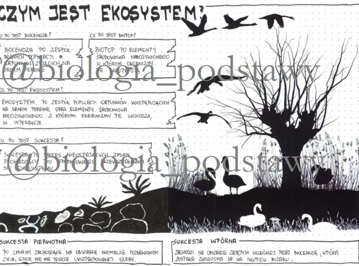 Klasa 8 - Czym jest ekosystem? - sketchnotka