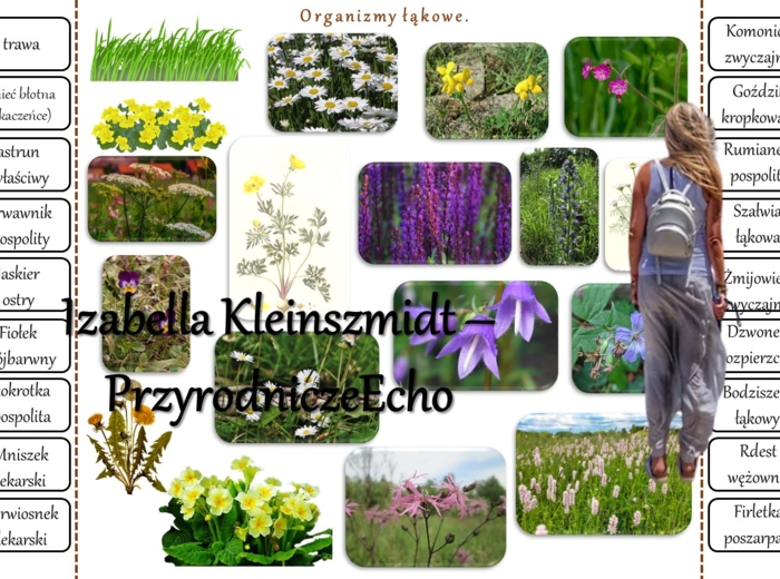 Notatki okienkowe/stacje zadaniowe/notatki/notatki graficzne/karty pracy/sketchnotki/materiał do zalaminowania do działu „Odkrywamy tajemnice życia w wodzie i na lądzie” w pdf. Przyroda 4.