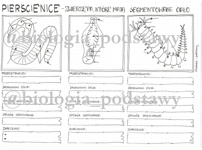 Klasa 6 - Pierścienice - karta pracy