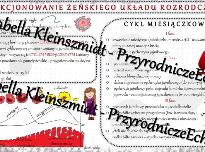 Sketchnotka - notatka „Funkcjonowanie żeńskiego układu rozrodczego” wykonana w power point do edycji. Biologia 7; „Rozmnażanie i rozwój człowieka”