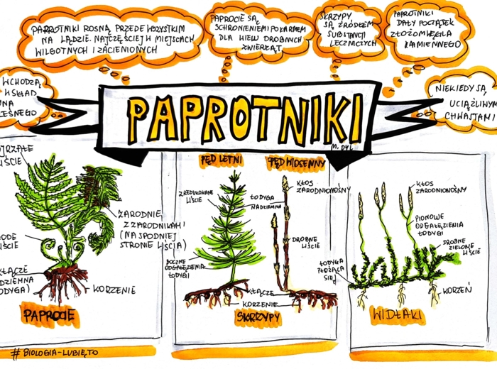 Klasa 5. Biologia. Paprotniki (karta pracy kolorowa)