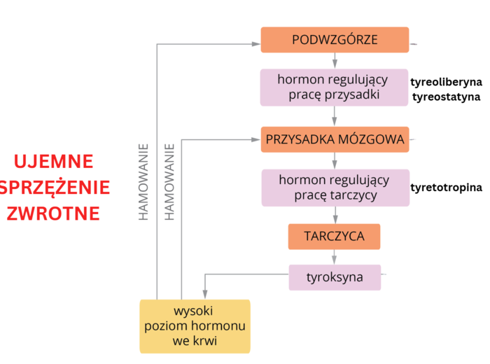 Układ hormonalny 3 KLASA ROZSZERZENIE BIOLOGIA