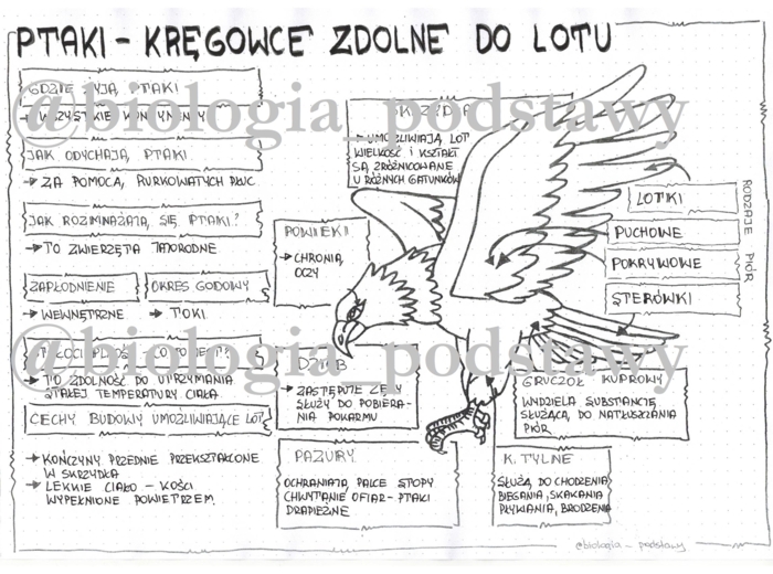 Klasa 6 - Ptaki - Sketchnotka