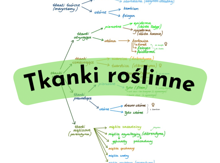 Tkanki roślinne - mapa myśli