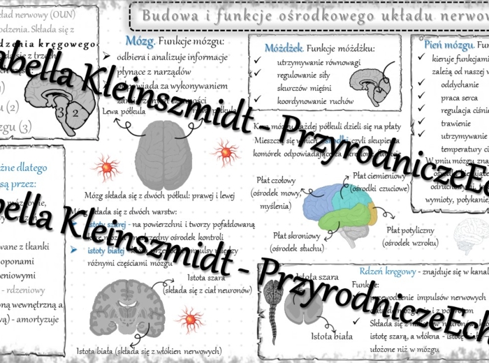 Sketchnotka - notatka „Ośrodkowy układ nerwowy” wykonana w power point do edycji. Biologia 7; „Regulacja nerwowo-hormonalna”