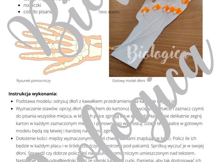 Model dłoni ze zginanymi palcami [polski/english]