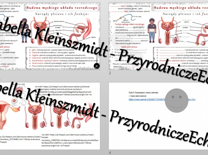 Minizestaw na temat „Męski układ rozrodczy” – sketchnotka + karta pracy w power point + gratisowy link do prezentacji multimedialnej niekomercyjnej wykonanej w genial.ly do indywidualnego pobrania i użycia do celów niekomercyjnych. Biologia 7, „Rozmnażan