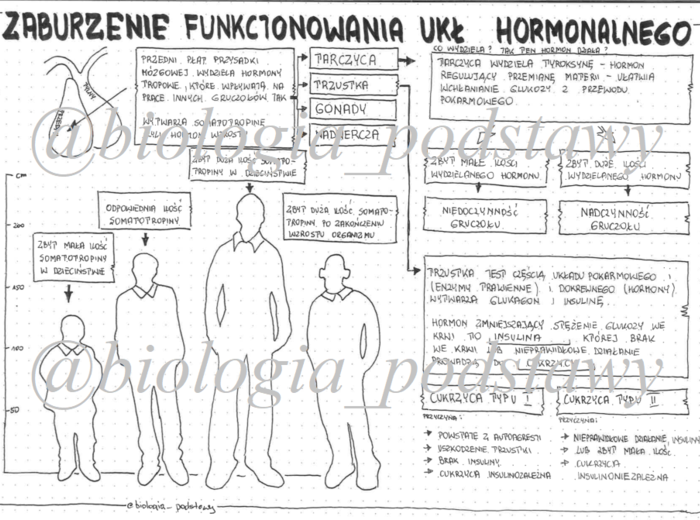 klasa 7 - Zaburzenia funkcjonowania układu hormonalnego - sketchnotka