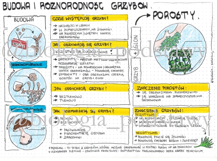 Klasa 5 - Grzyby i Porosty - budowa - kolorowa sketchnotka