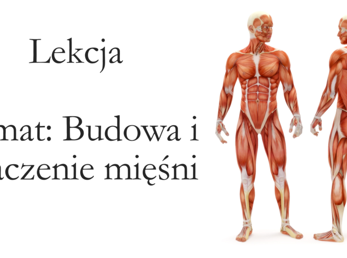 Klasa 7 - Budowa i rola mięśni - prezentacja