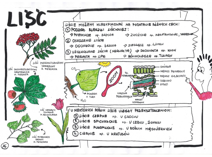 Liść - klasa 5