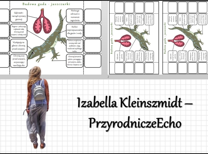 Notatka okienkowa „Budowa jaszczurki”, „Gady-kręgowce, które opanowały ląd” w pdf. Biologia 6 dział „Kręgowce zmiennocieplne”.