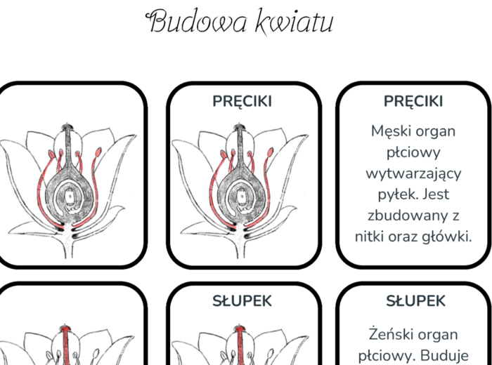 Budowa kwiatu - karty do nauki trójstopniowej