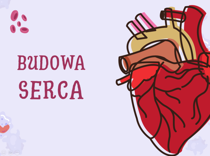Prezentacja z układu krwionośnego - Budowa i działanie serca - klasa 7 SP - plik do pobrania