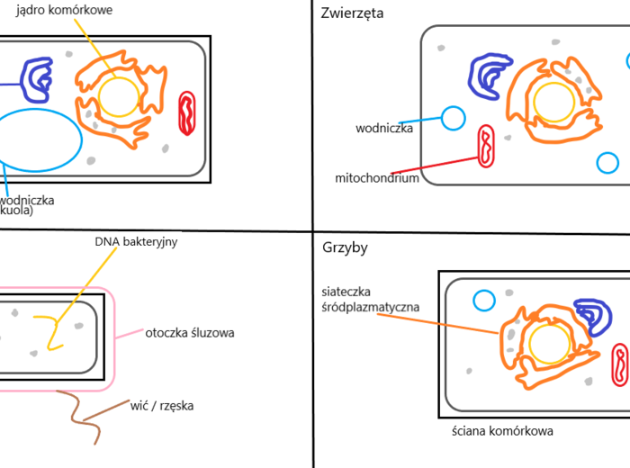 Proste schematyczne rysunki, porównujące budowę komórek