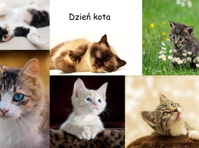 Zadanka na dzień kota