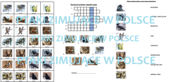 PTAKI ZIMUJĄCE W POLSCE - ZESTAW