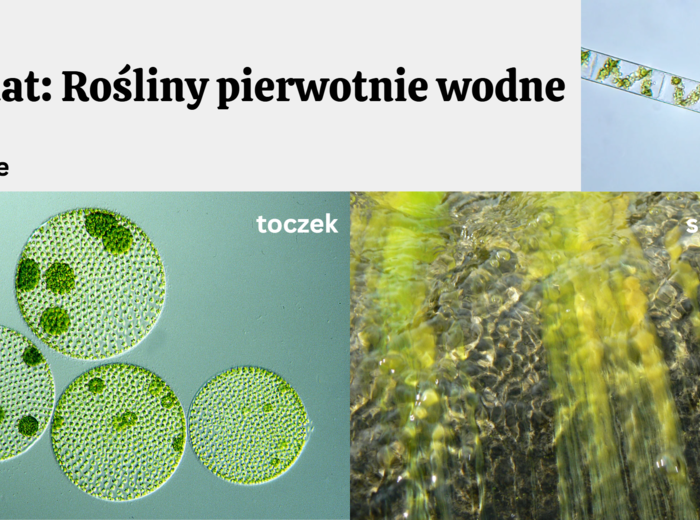 Rośliny pierwotnie wodne + rośliny lądowe i wtórnie wodne KLASA 2 ROZSZERZENIE