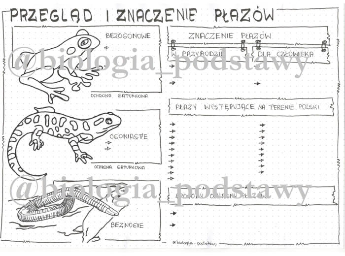 Klasa 6 - Płazy przegląd i znaczenie - karta pracy