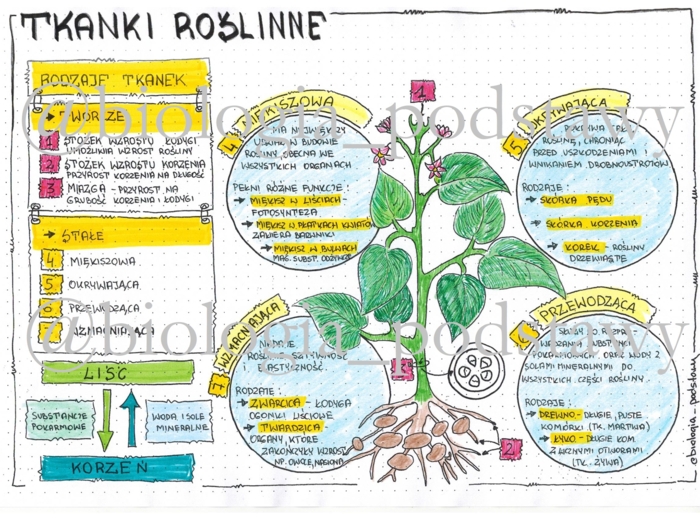 Klasa 5 - Tkanki roślinne - kolorowa sketchnotka