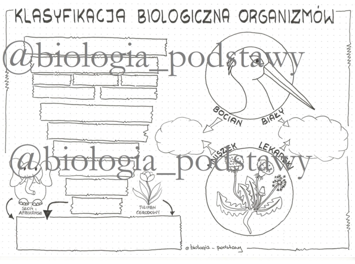 Klasa 5 - Klasyfikacja organizmów - sketchnotka