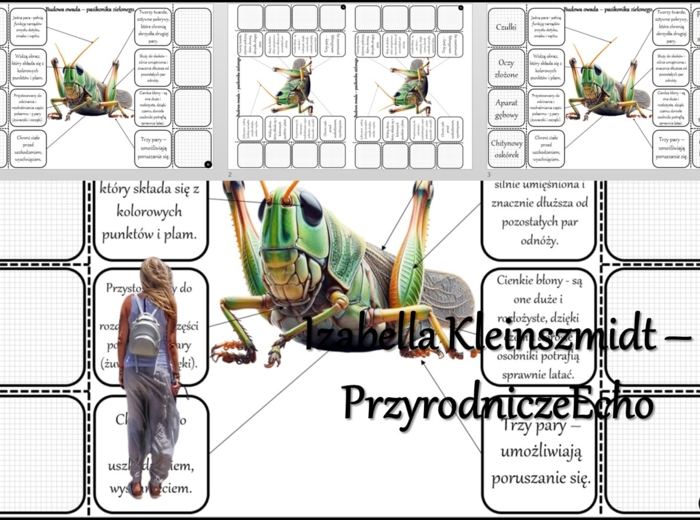 Notatka okienkowa/stacja zadaniowe/notatka interaktywna/notatka graficzna/karta pracy/sketchnotka „Budowa raka” w pdf. „Owady - stawonogi zdolne do lotu” - Biologia 6. Dział „Stawonogi i mięczaki”. Materiał wykonany na podstawie podręcznika z wydawnictwa