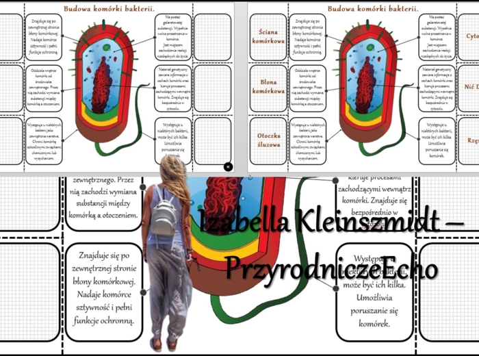 Notatka okienkowa/stacja zadaniowe/notatka/notatka graficzna/karta pracy/sketchnotka „Budowa komórki bakterii” w pdf. Biologia 5 dział „Budowa i czynności życiowe organizmów”. Materiał wykonany na podstawie podręcznika z wydawnictwa Nowa Era – nowość 202