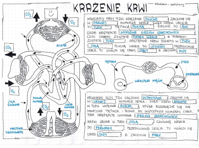 Klasa 7 - Krwiobiegi - sketchnotka