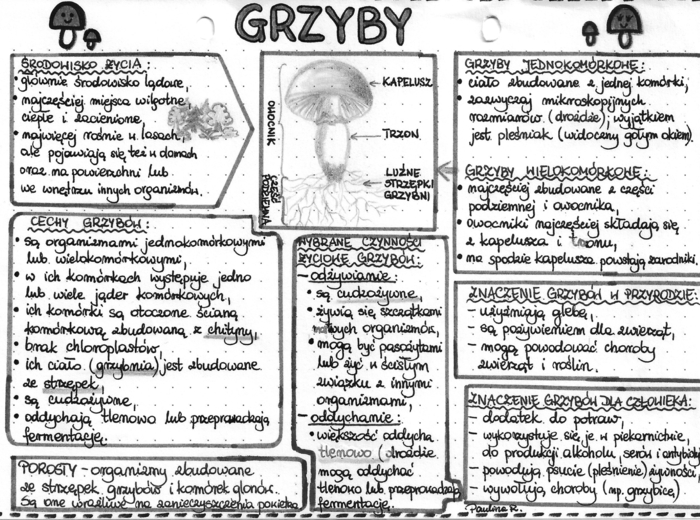 Grzyby - szarość (klasa 5)