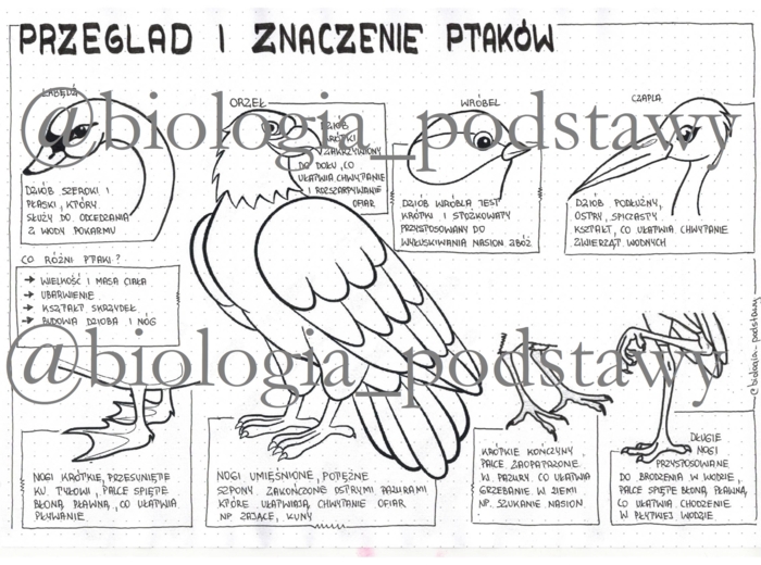 Ptaki - przegląd i znaczenie - klasa 6 - sketchnotka